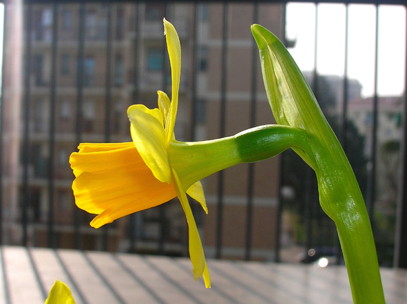 Segni di primavera